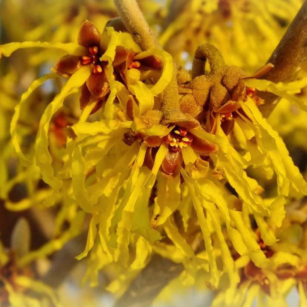 Hamamelis intermedia Arnold Promise - Amamelide