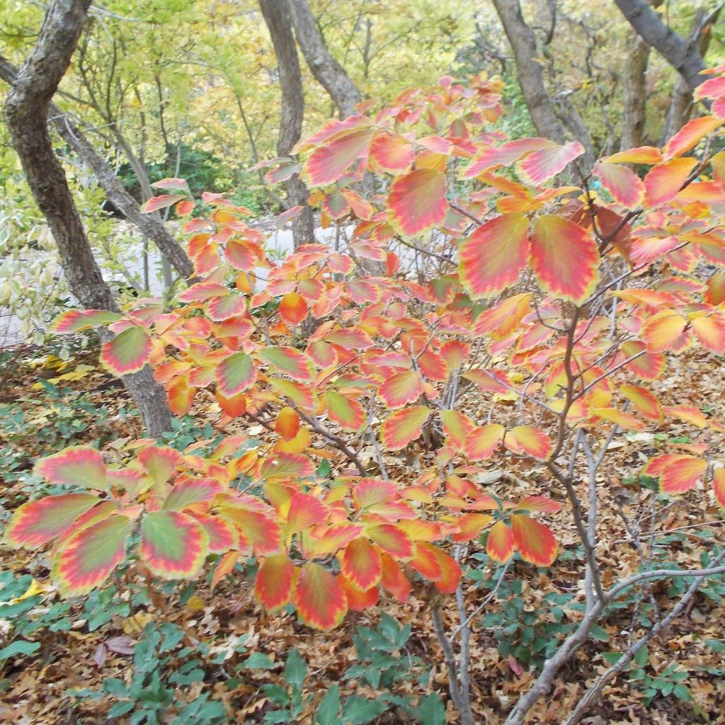 Hamamelis intermedia Arnold Promise - Amamelide