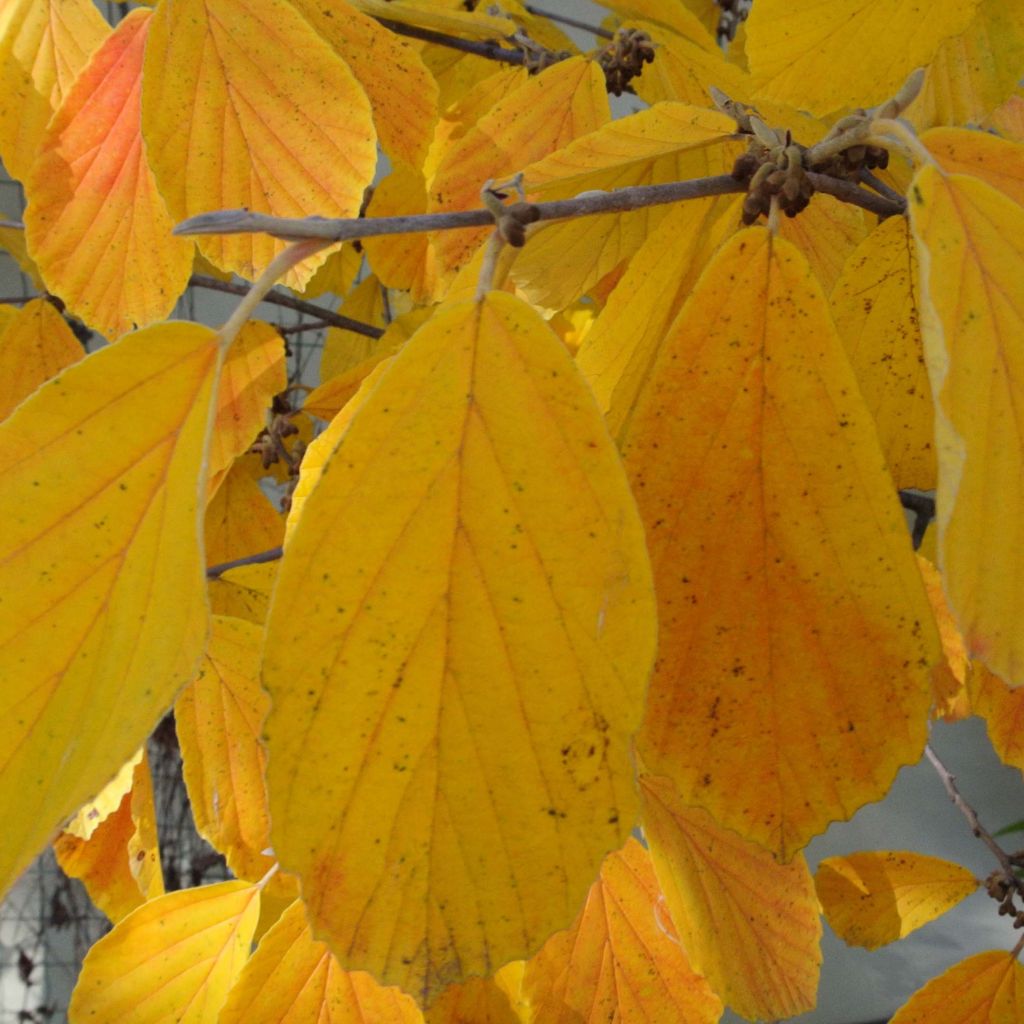 Hamamelis intermedia Arnold Promise - Amamelide