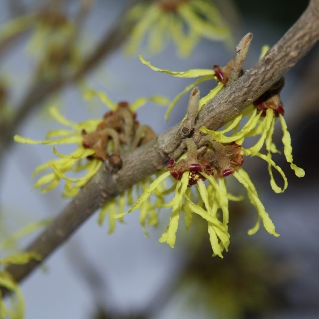 Hamamelis intermedia Arnold Promise - Amamelide