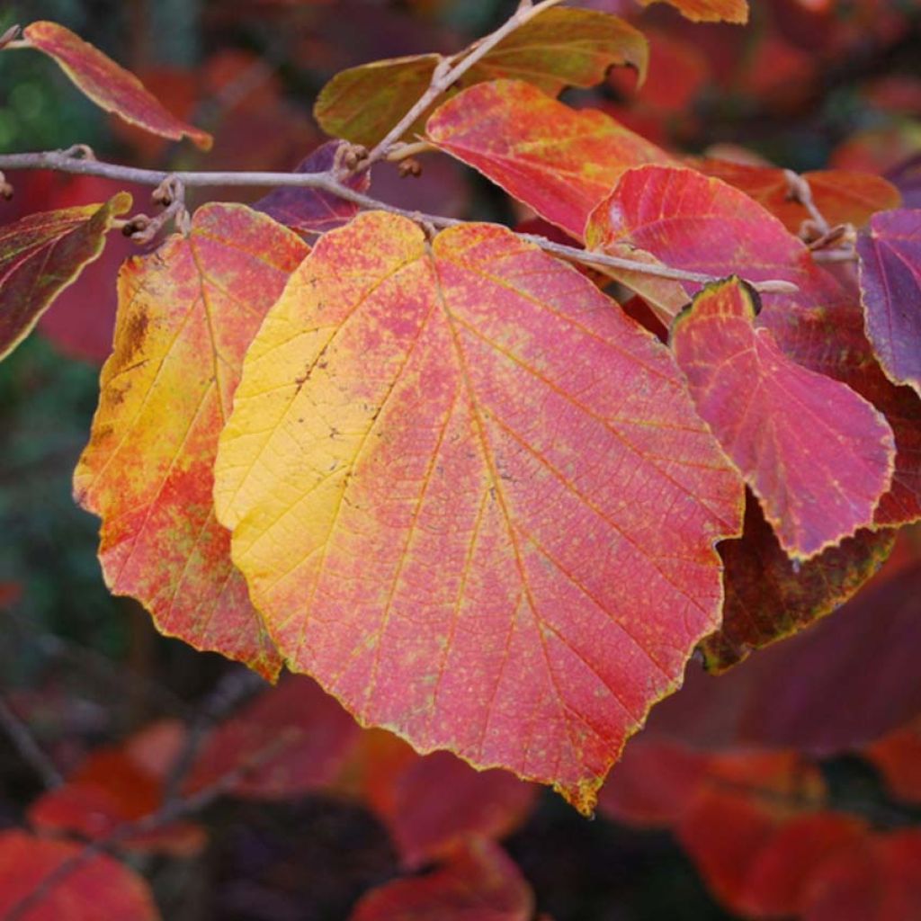 Hamamelis intermedia Ruby Glow - Amamelide