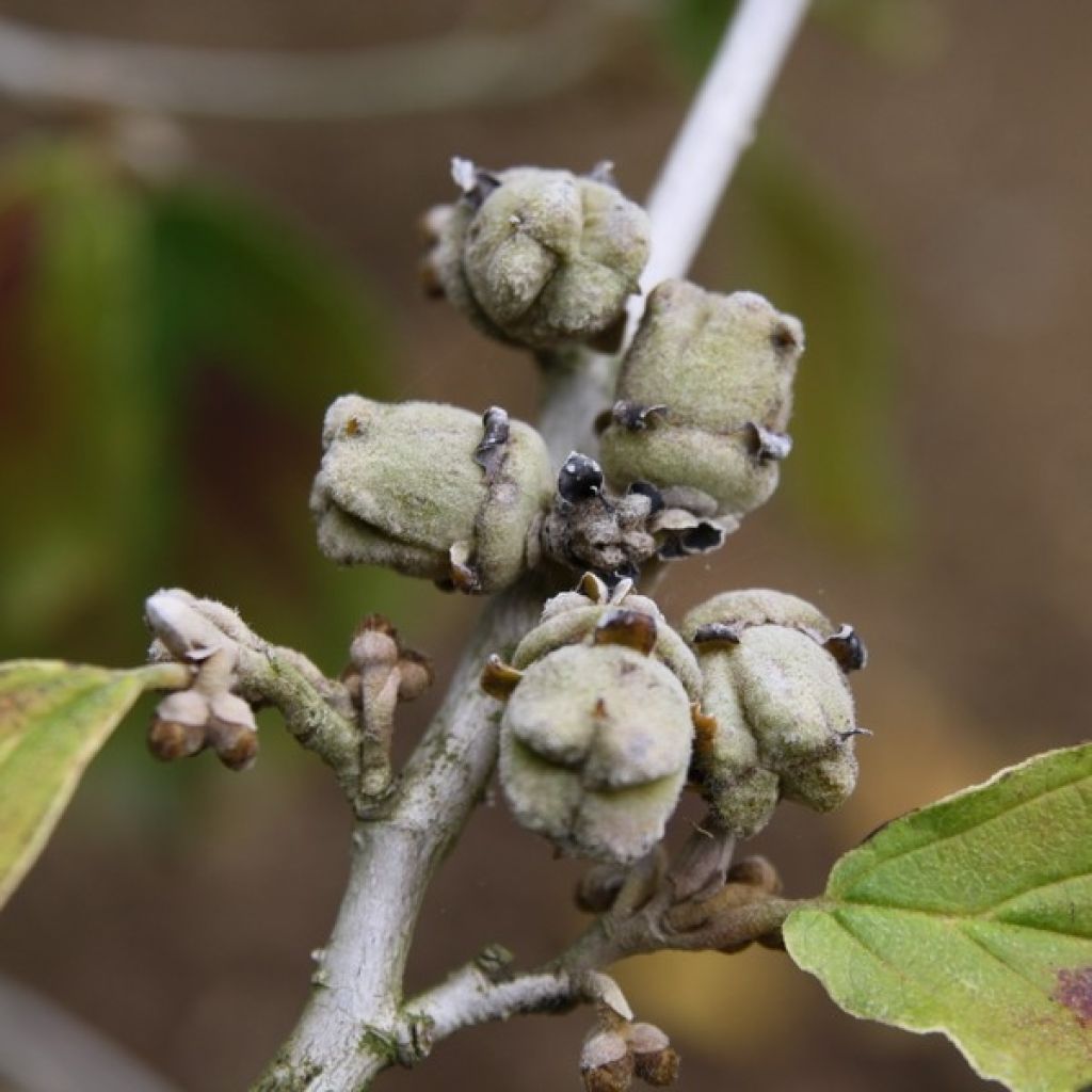 Hamamelis intermedia Jelena - Amamelide