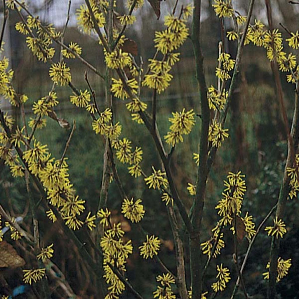 Hamamelis mollis Pallida - Amamelide cinese