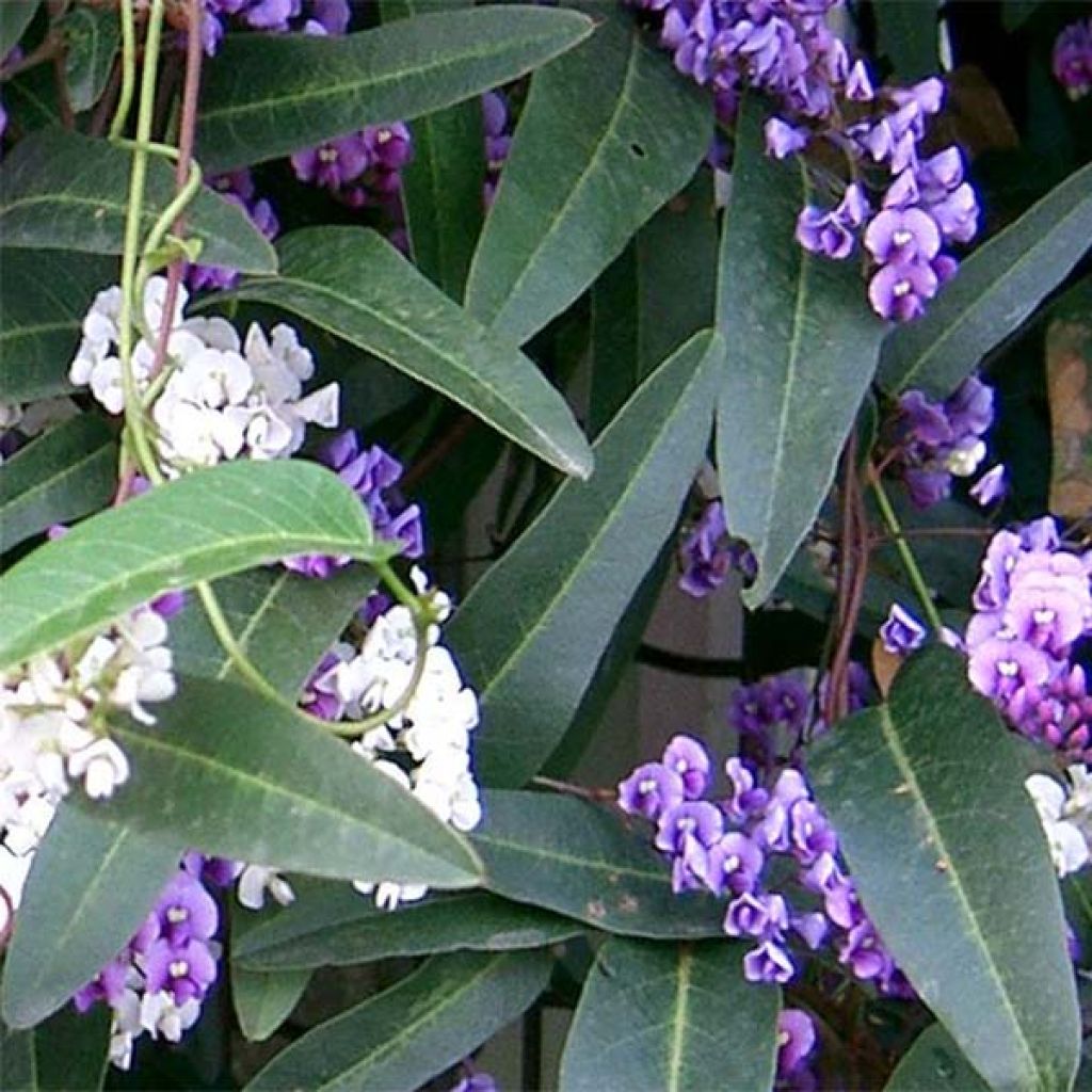 Hardenbergia violacea