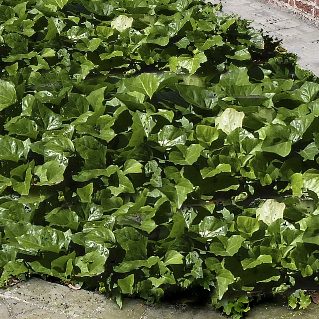 Hedera algeriensis Algerian Bellecour - Edera algerina