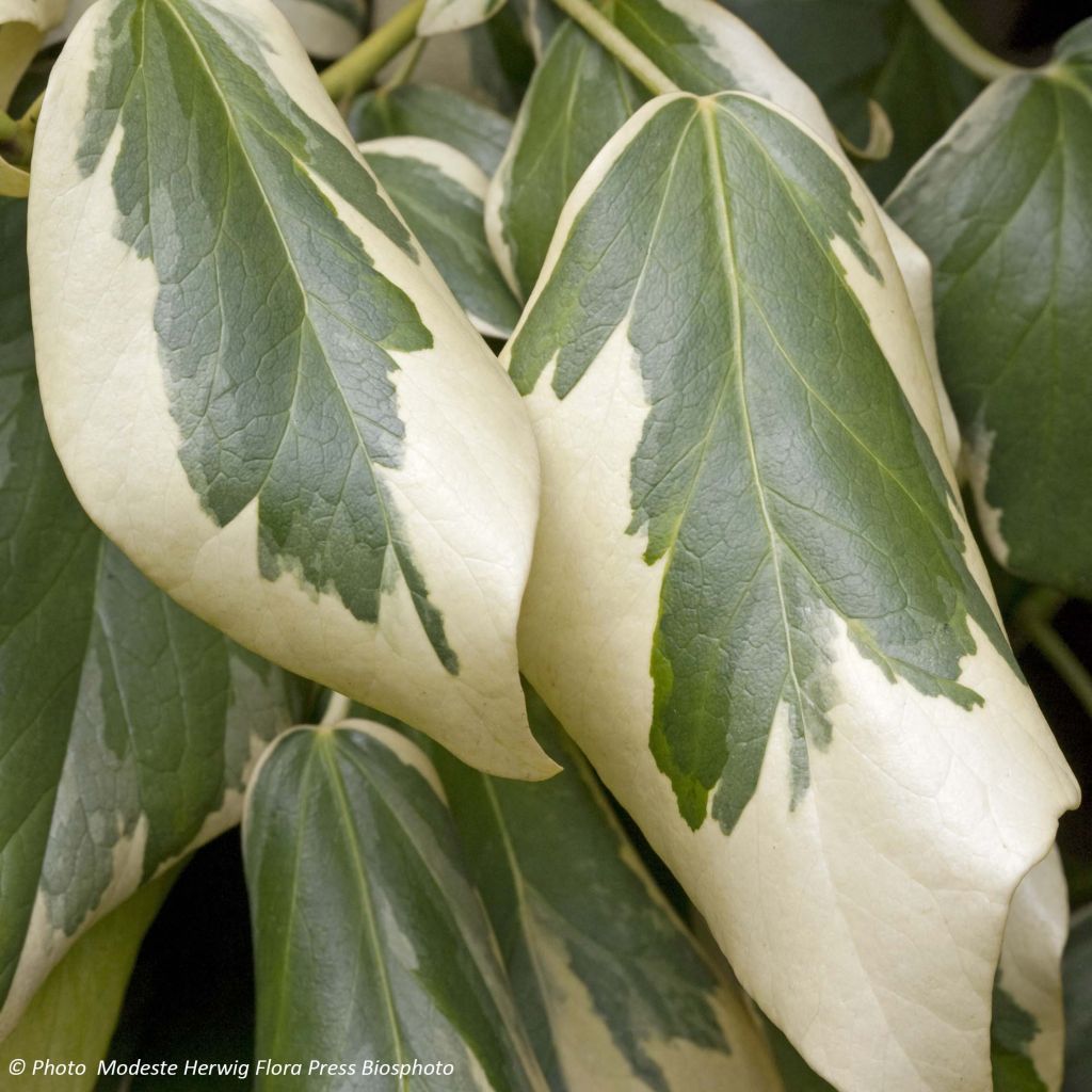 Hedera colchica Dentata Variegata - Edera variegata