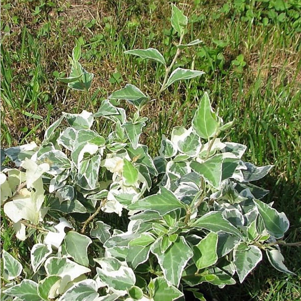 Hedera helix Little Diamond - Edera variegata