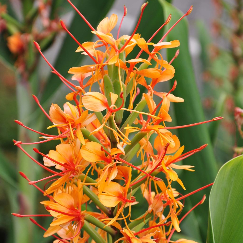 Hedychium coccineum Tara (bulbi)