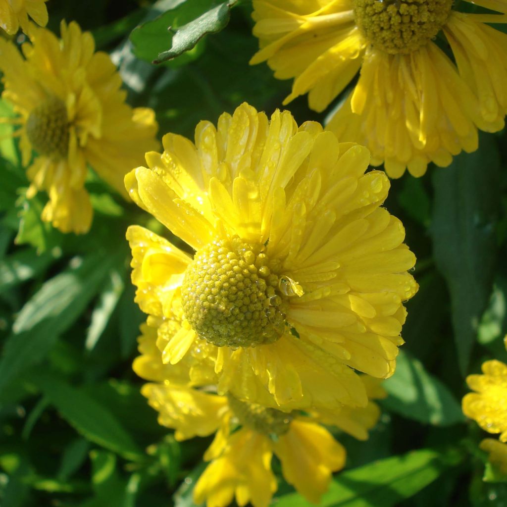 Helenium Double Trouble