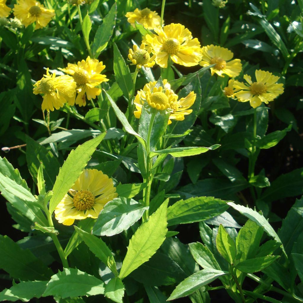 Helenium Double Trouble