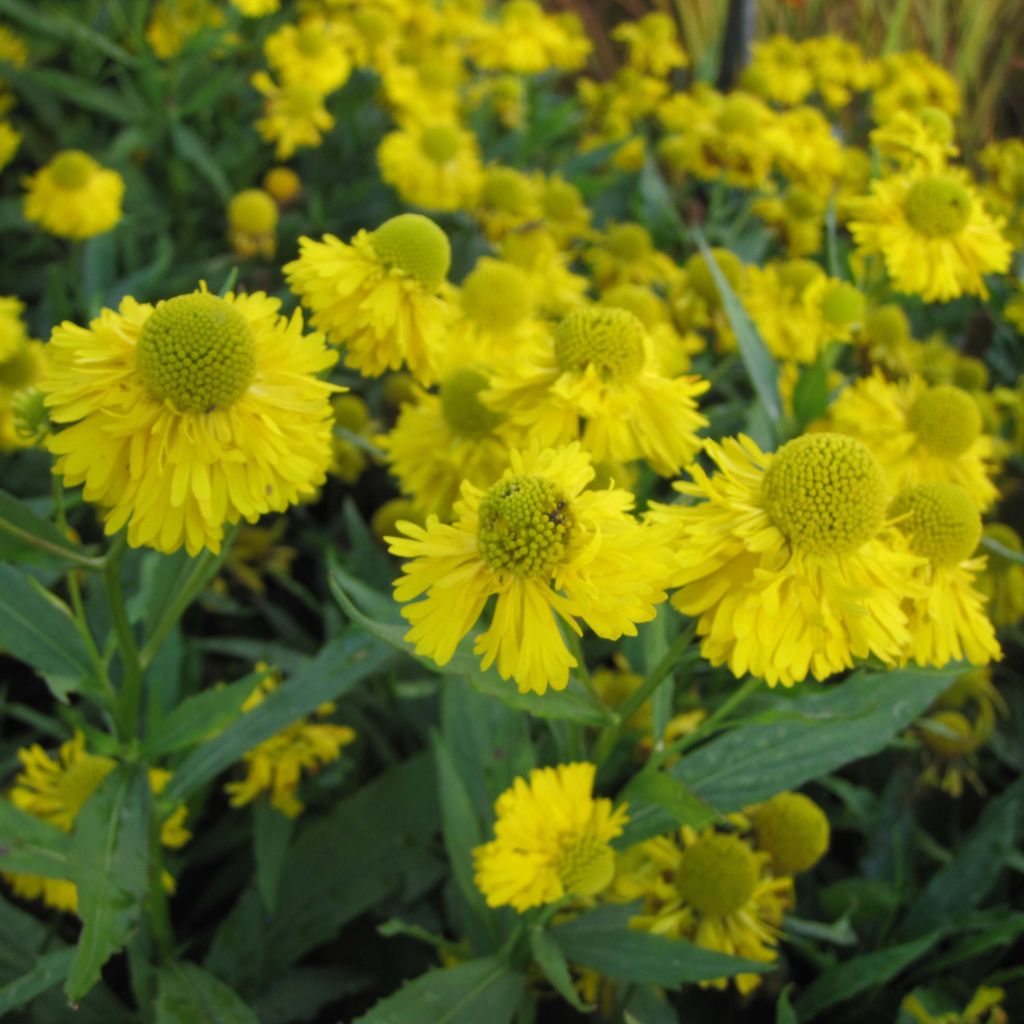 Helenium Double Trouble