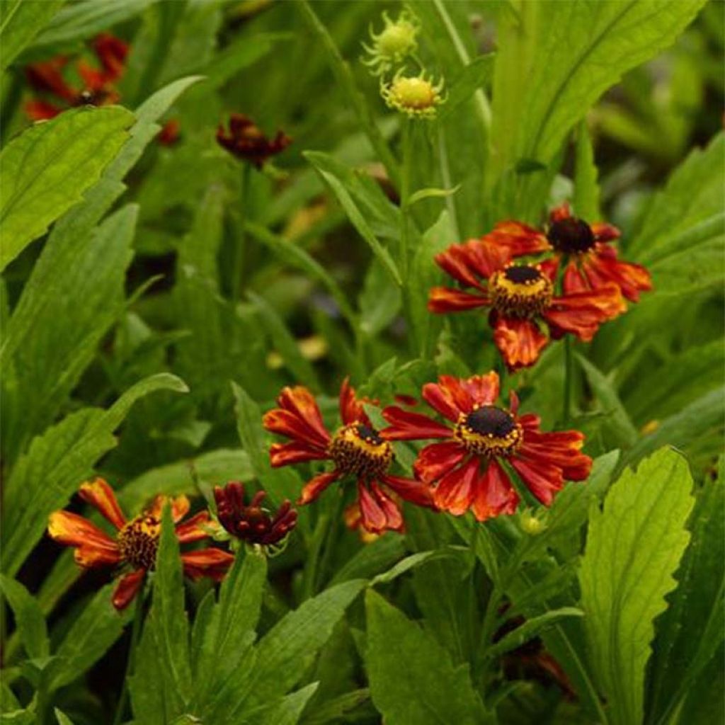 Helenium Flammendes Katchen