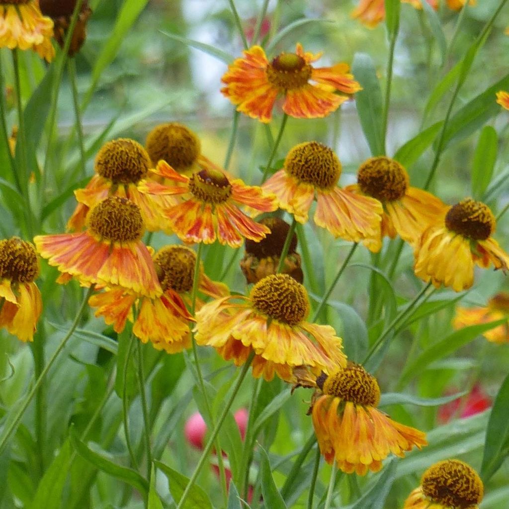 Helenium Waltraut