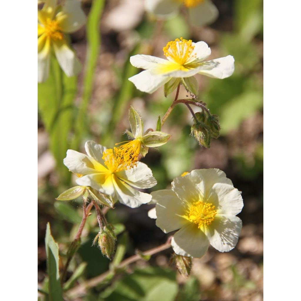 Helianthemum Elfenbeinglanz - Eliantemo