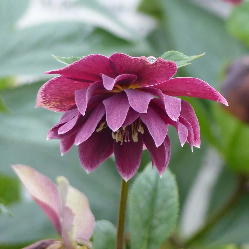 Helleborus Double Aubergine White Edge - Elleboro