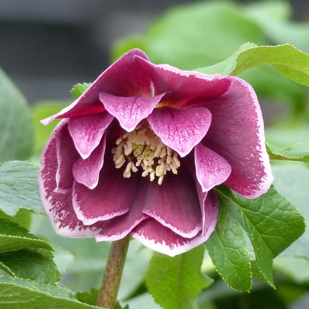 Helleborus Double Aubergine White Edge - Elleboro