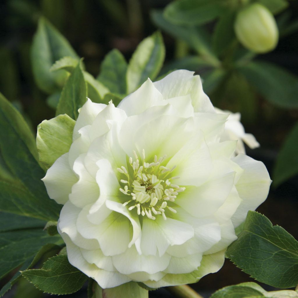 Helleborus Double White - Elleboro