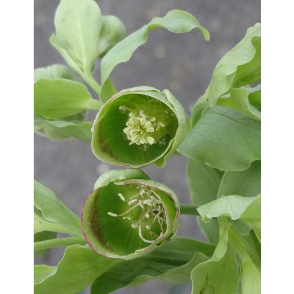 Helleborus foetidus - Elleboro puzzolente