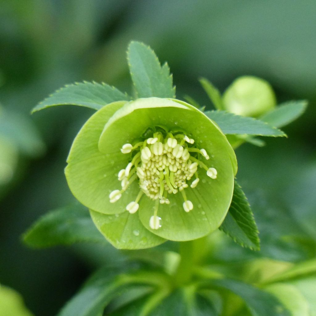 Helleborus multifidus ssp. bocconei - Elleboro