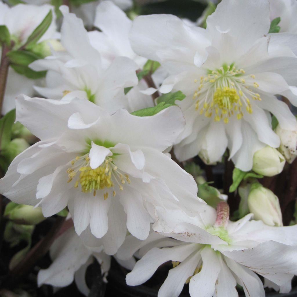 Helleborus niger Double Fashion - Rosa di natale