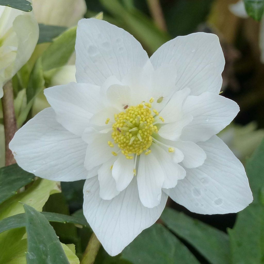 Helleborus niger Double Fashion - Rosa di natale