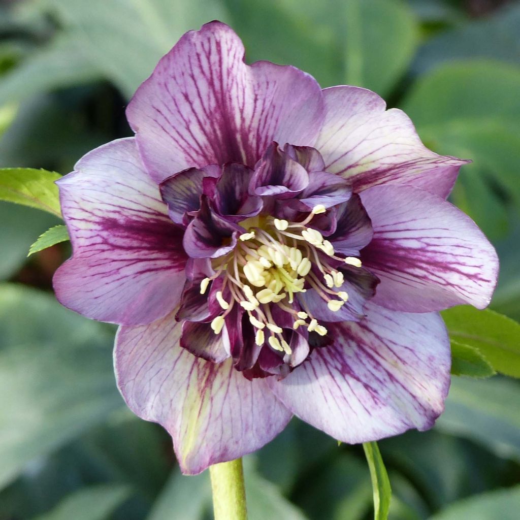 Helleborus Anemone Picotee - Elleboro