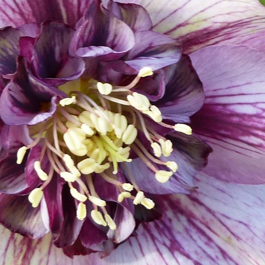 Helleborus Anemone Picotee - Elleboro