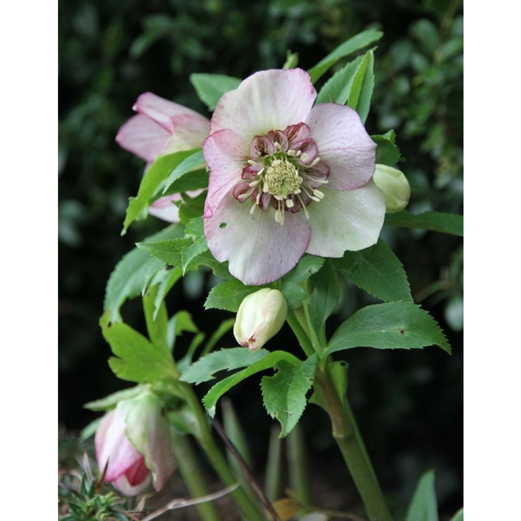 Helleborus Anemone Picotee - Elleboro