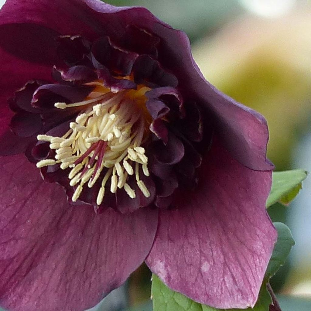 Helleborus Anemone Red - Elleboro