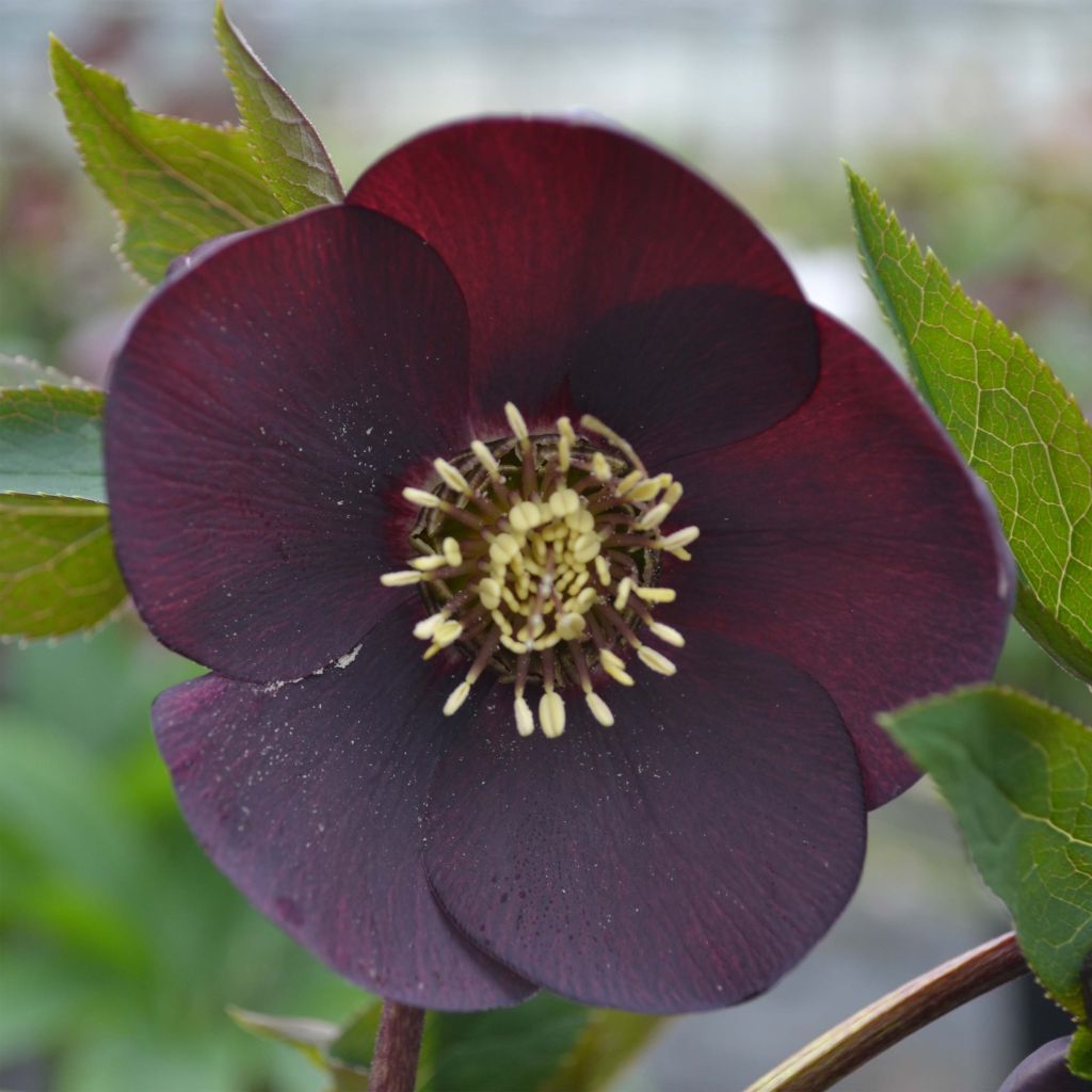 Helleborus Black - Elleboro