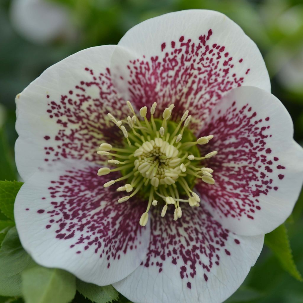 Helleborus White guttatus - Elleboro