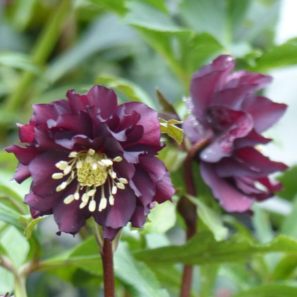 Helleborus Double Black - Elleboro