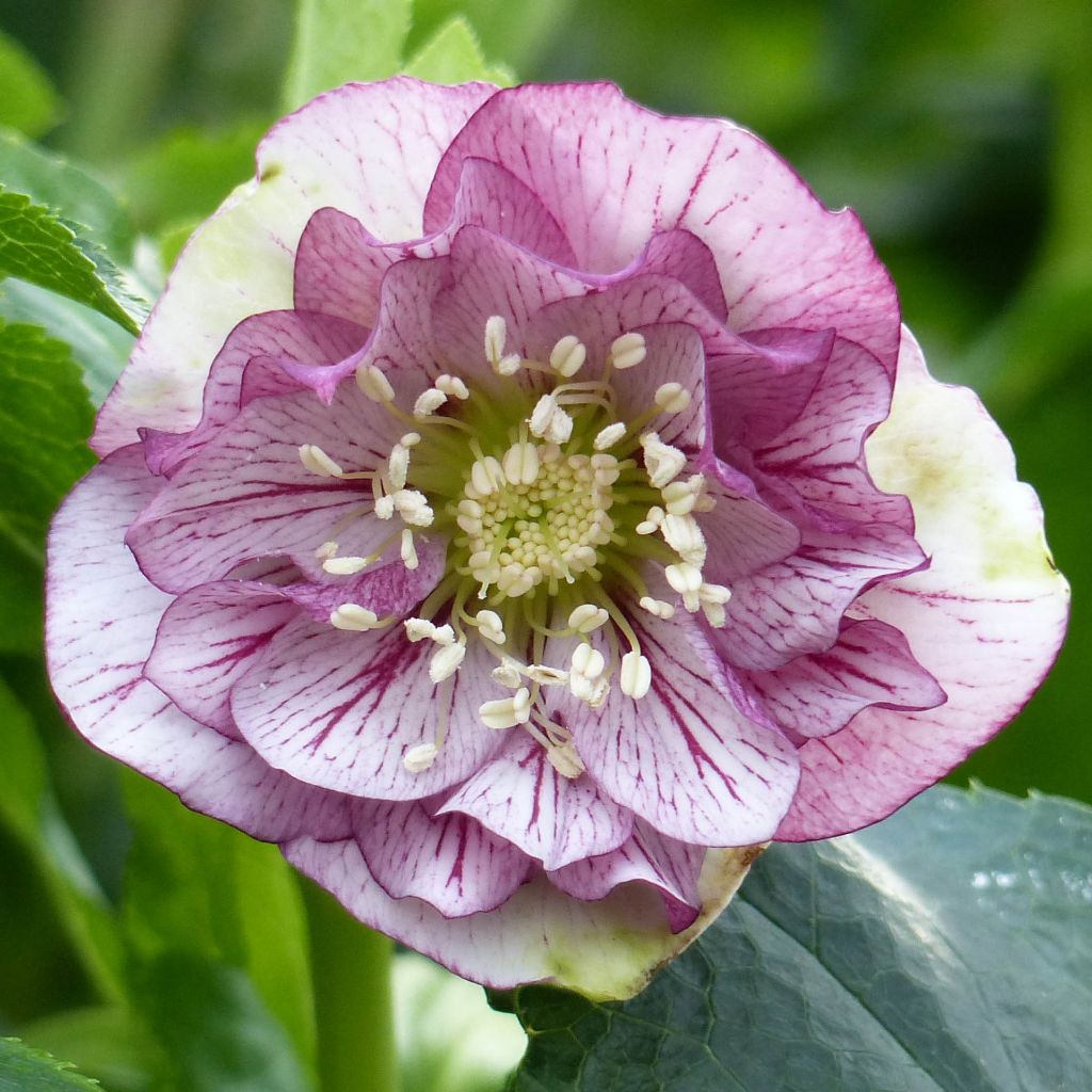 Helleborus Double Picotee - Elleboro