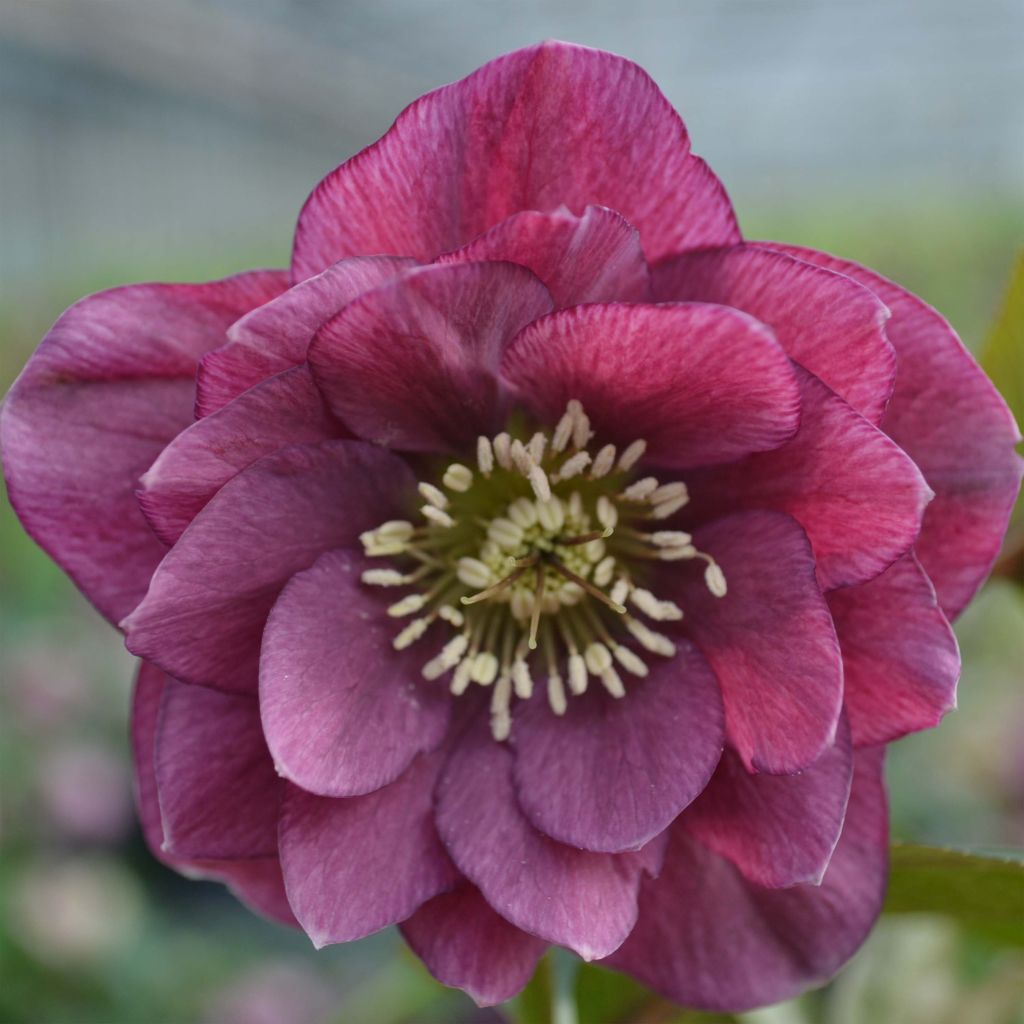 Helleborus Double Red - Elleboro