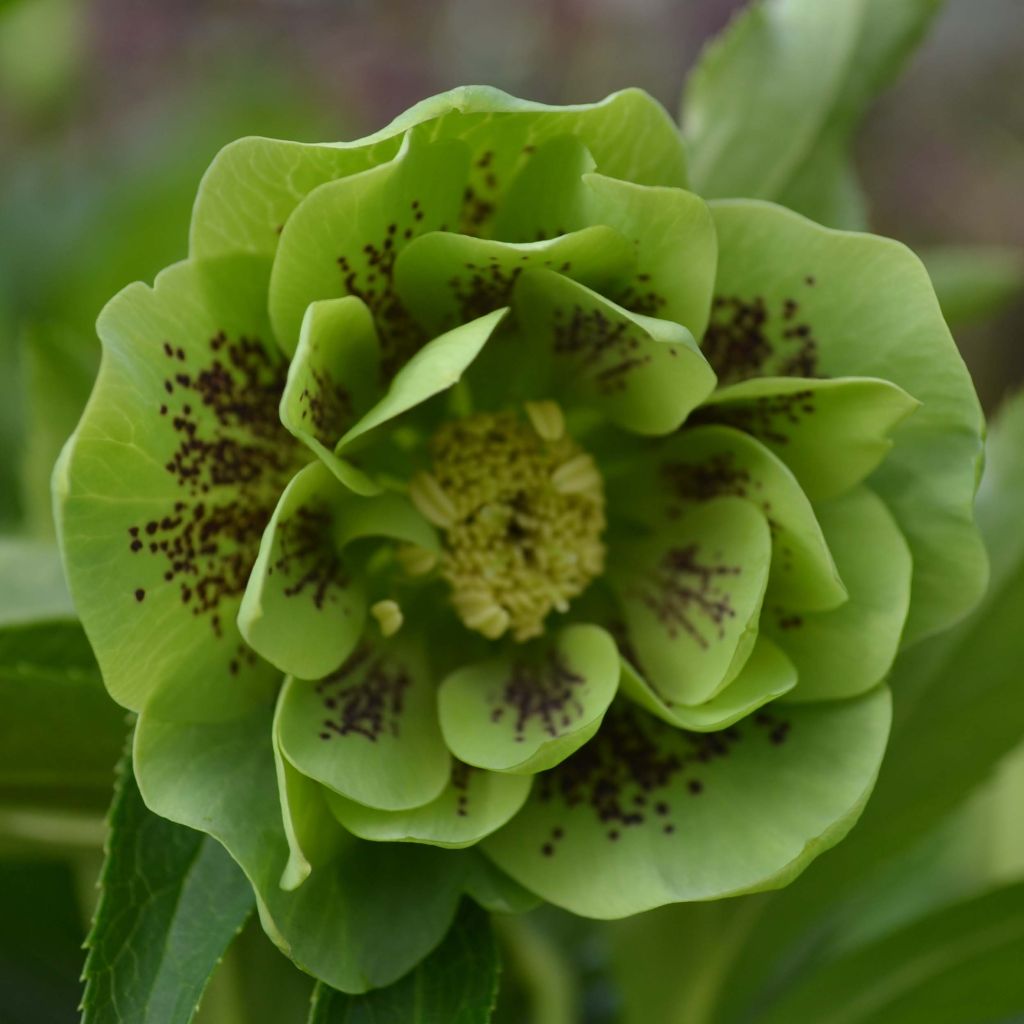 Helleborus Double Green Spotted - Elleboro