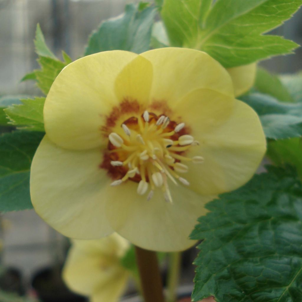 Helleborus Super Yellow Red Center - Elleboro