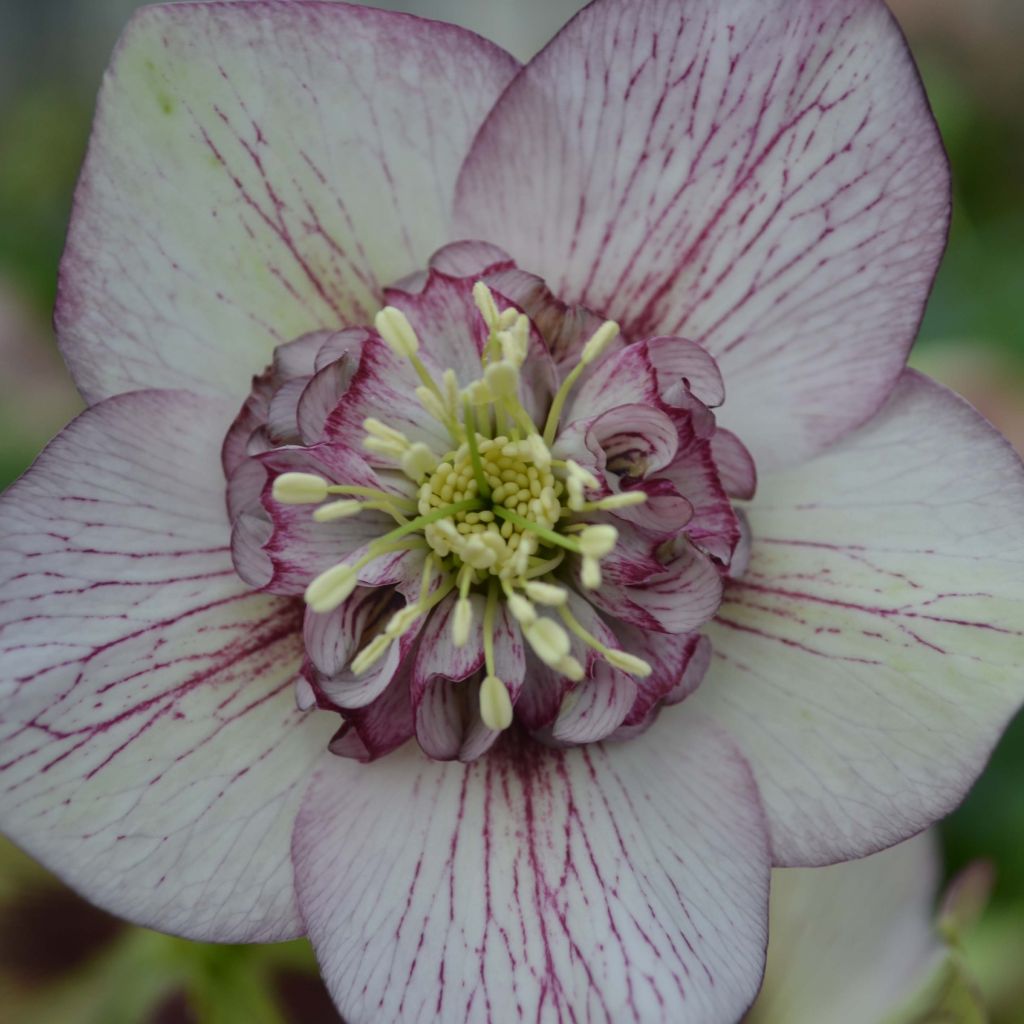 Helleborus Picotee - Elleboro