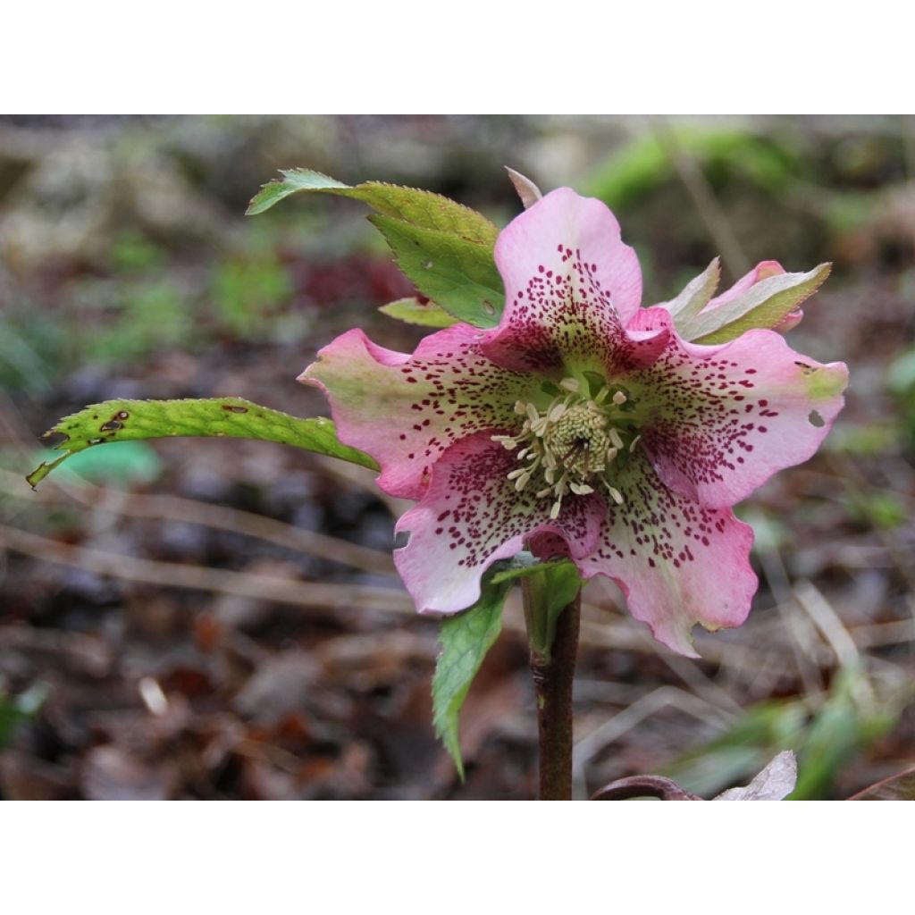 Helleborus Pink Spotted - Elleboro