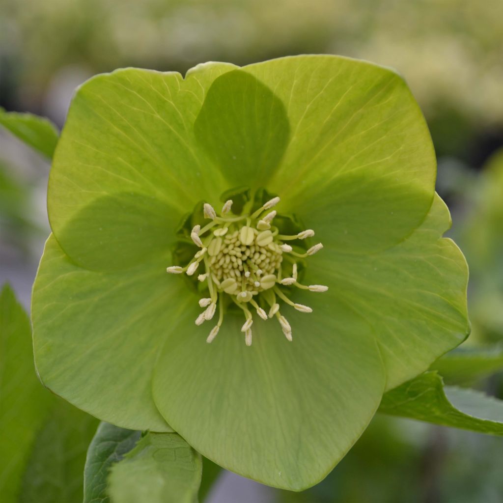 Helleborus Green-flowered - Elleboro