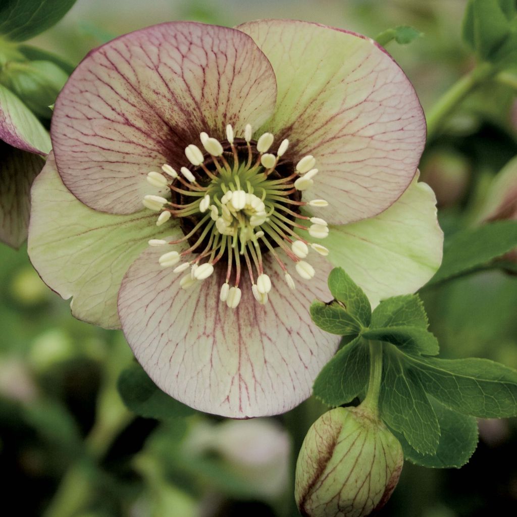 Helleborus Picotee - Elleboro