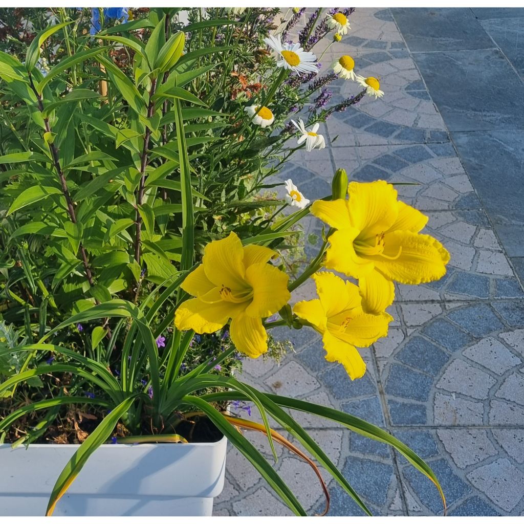 Hemerocallis Green Flutter - Emerocallide