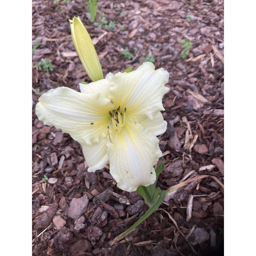 Hemerocallis Iron Gate Glacier - Emerocallide