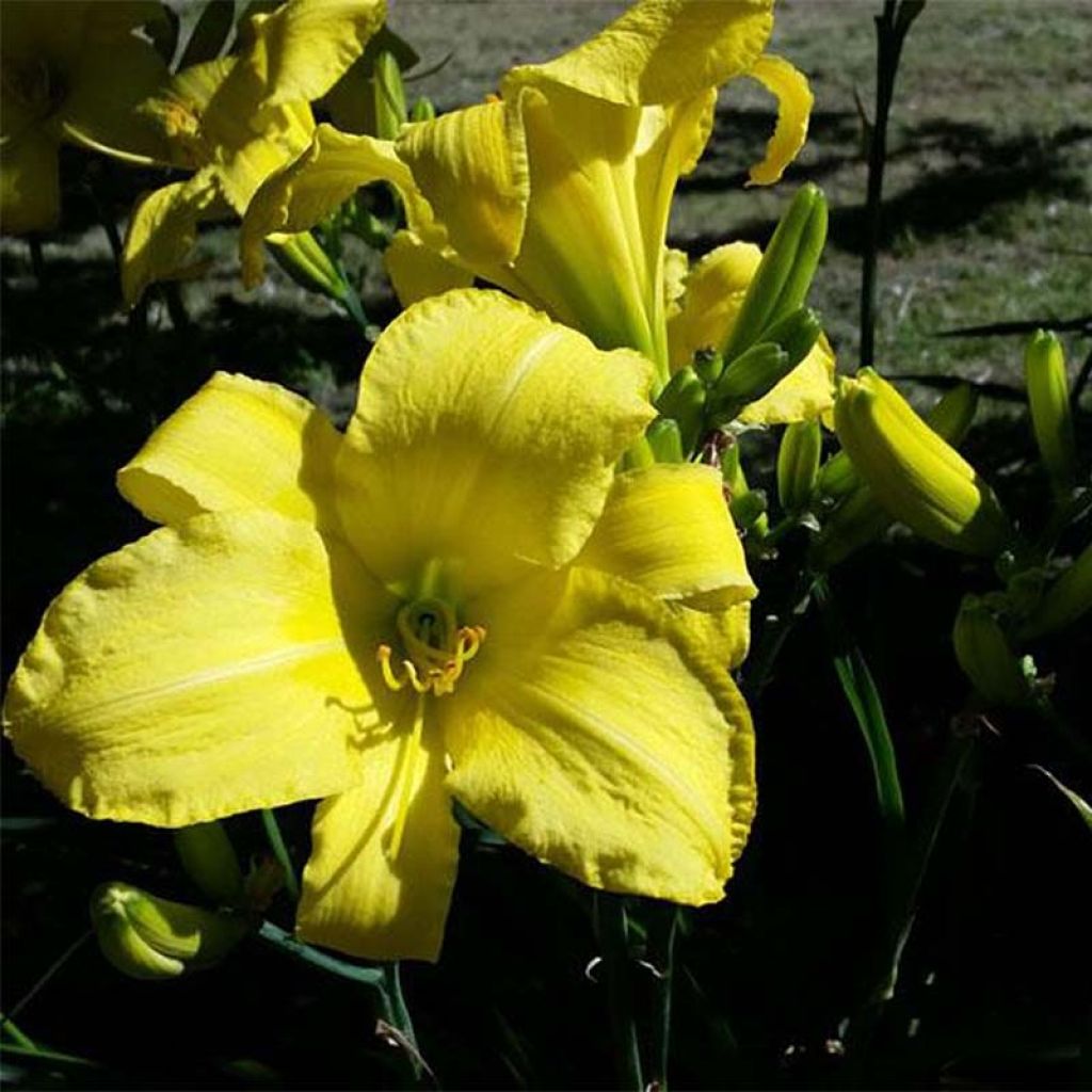 Hemerocallis Jannick's Choice - Emerocallide