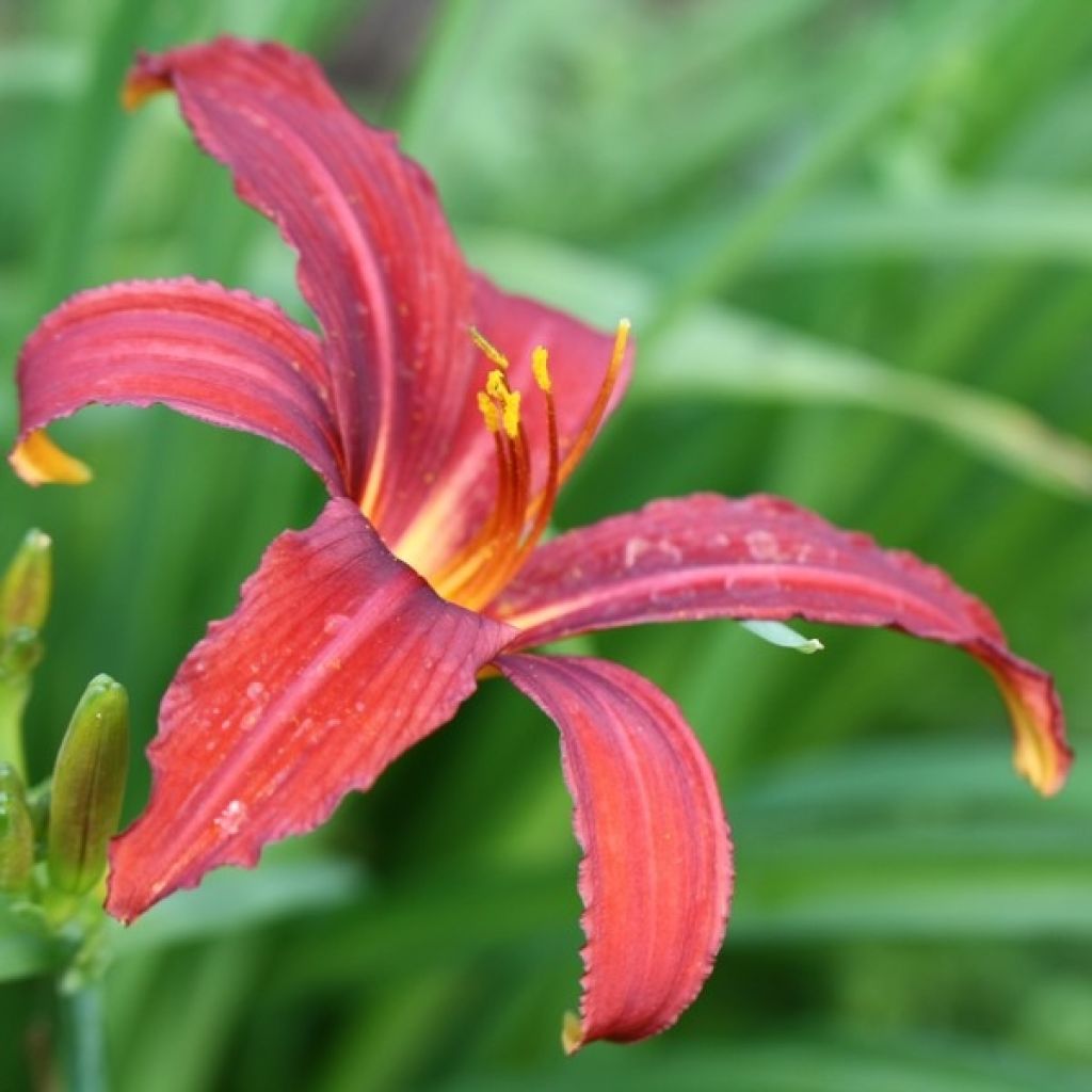 Hemerocallis Sammy Russell - Emerocallide