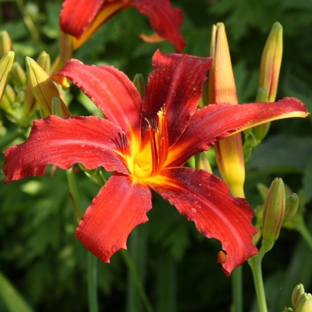 Hemerocallis Sammy Russell - Emerocallide