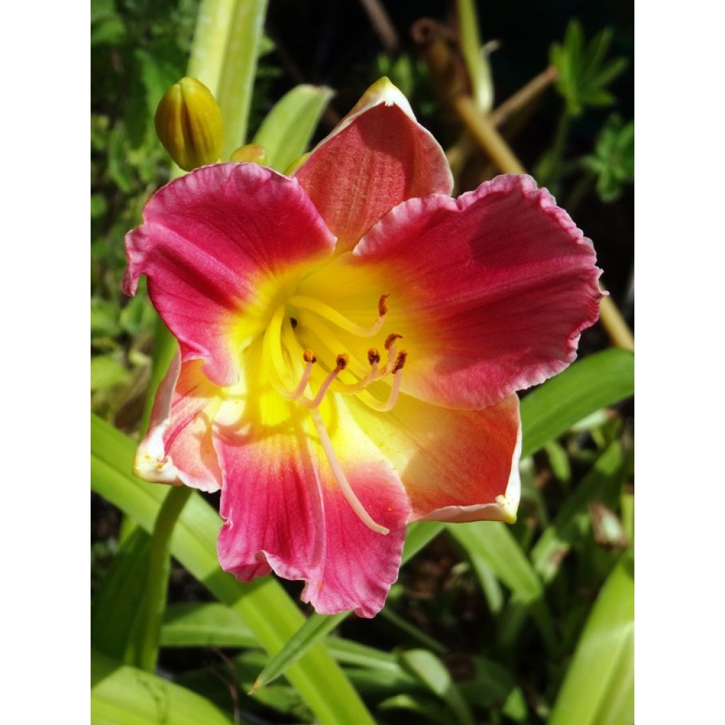 Hemerocallis Final Touch - Emerocallide