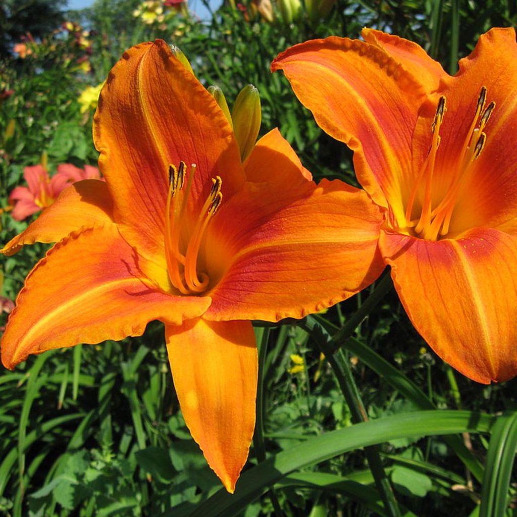 Hémérocalle Burning Daylight - Hemerocallis Burning Daylight