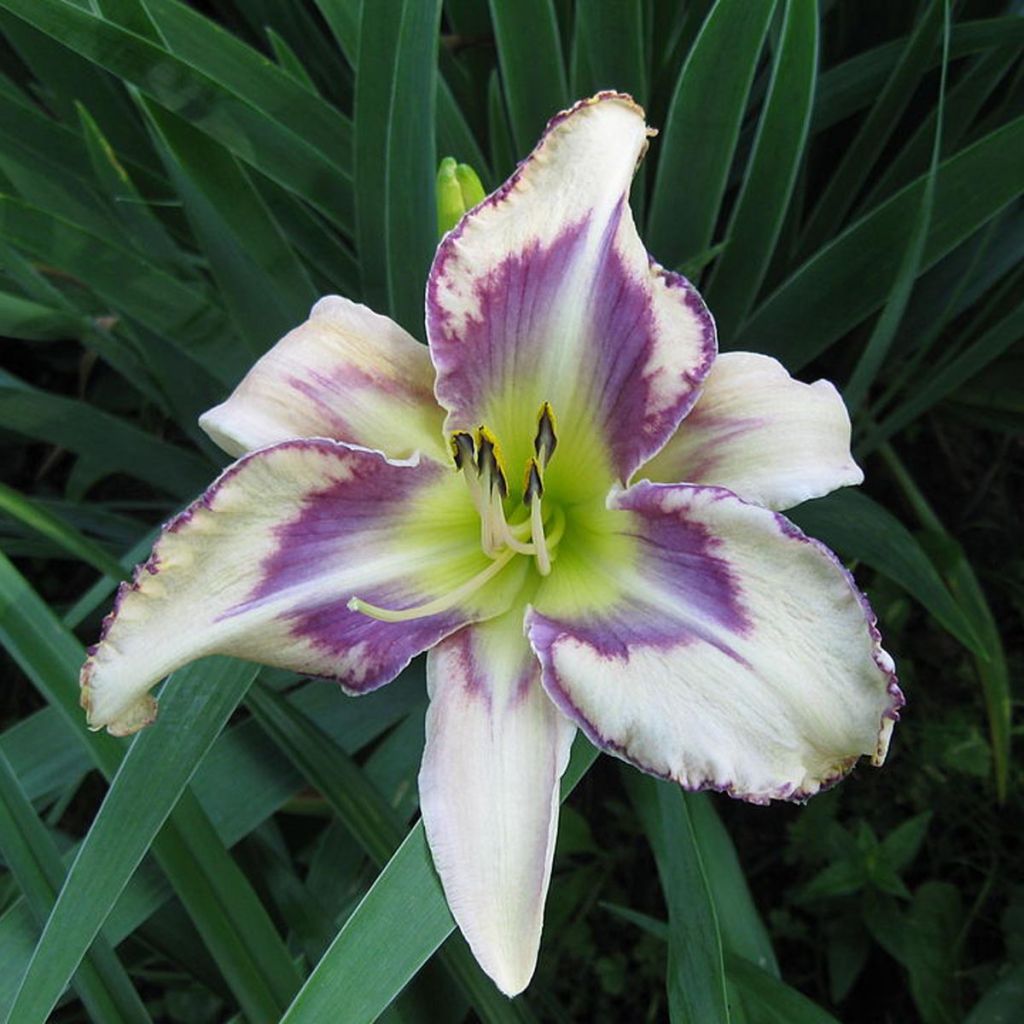 Hemerocallis Destined to See - Emerocallide