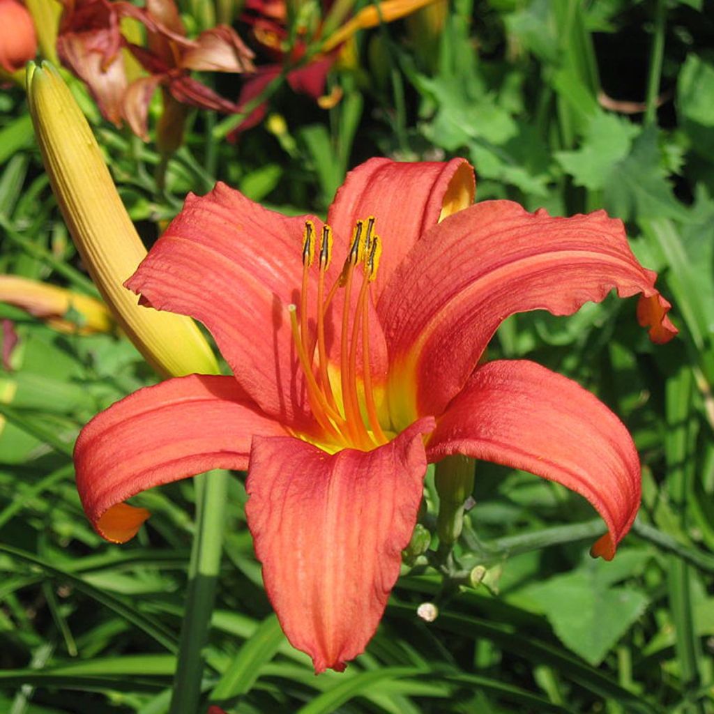 Hemerocallis Pink Damask - Emerocallide