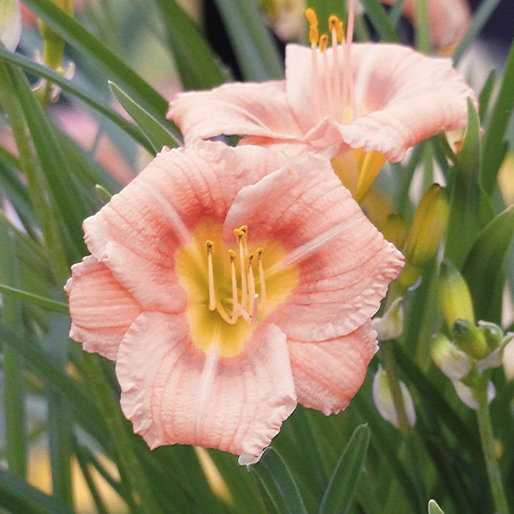 Hemerocallis Everydaylily Rose - Emerocallide